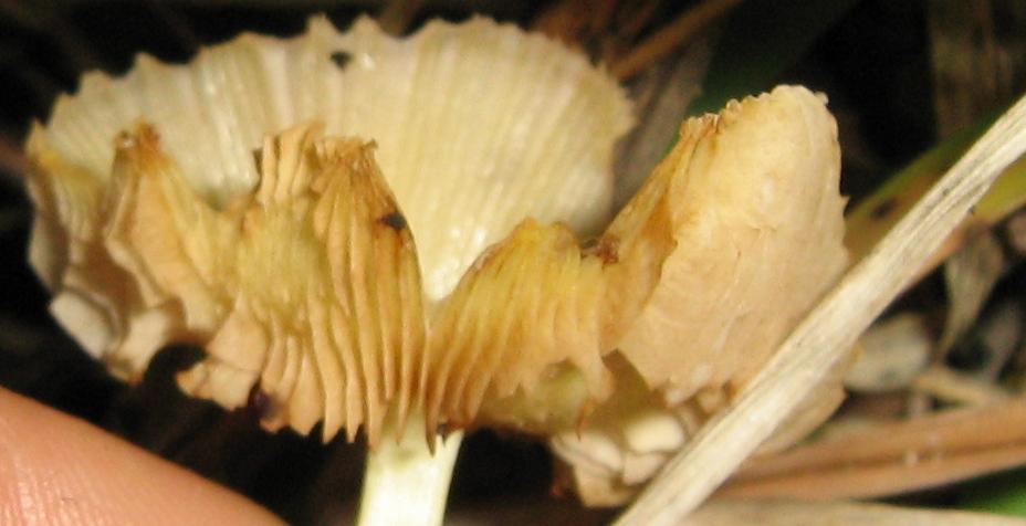 Mycene? Cfr. Bolbitius vitellinus